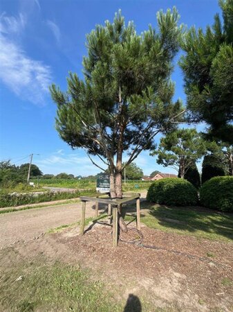Pinus pinea 600-700 cm draadkluit meerstammig - afbeelding 25