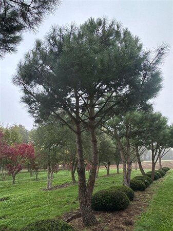 Pinus pinea 600-700 cm draadkluit meerstammig - afbeelding 26
