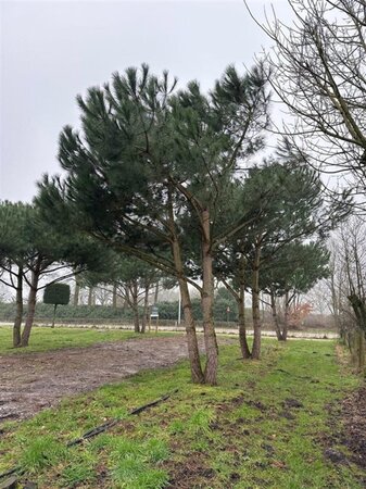 Pinus pinea 600-700 cm draadkluit meerstammig - afbeelding 11