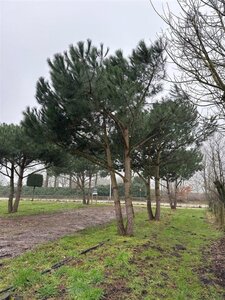 Pinus pinea 600-700 cm draadkluit meerstammig - afbeelding 11