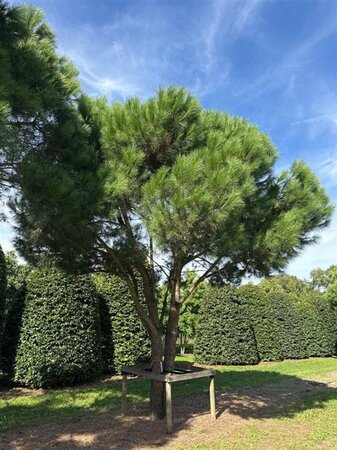 Pinus pinea 600-700 cm draadkluit meerstammig - afbeelding 2