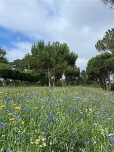 Pinus pinea 600-700 cm draadkluit meerstammig - afbeelding 8