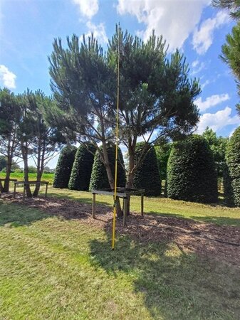 Pinus pinea 600-700 cm WRB multi-stem - image 3
