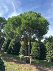 Pinus pinea 600-700 cm WRB multi-stem - image 4