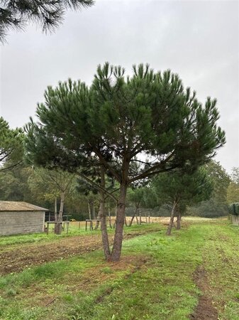 Pinus pinea 600-700 cm WRB multi-stem - image 1
