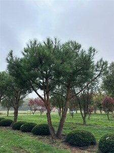 Pinus pinea 600-700 cm WRB multi-stem - image 17