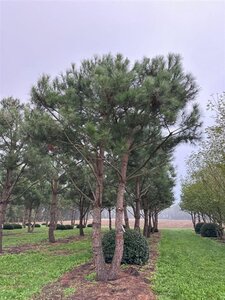Pinus pinea 600-700 cm WRB multi-stem - image 18