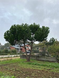 Pinus pinea 600-700 cm WRB multi-stem - image 9