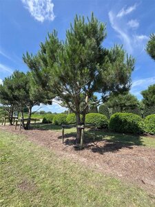 Pinus pinea 600-700 cm WRB multi-stem - image 10