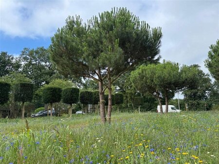 Pinus pinea 600-700 cm WRB multi-stem - image 22