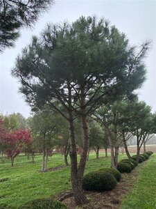 Pinus pinea 600-700 cm WRB multi-stem - image 23