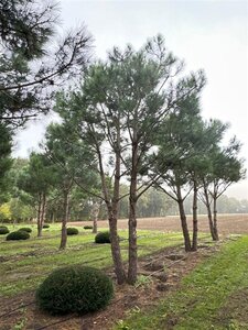 Pinus pinea 600-700 cm WRB multi-stem - image 24