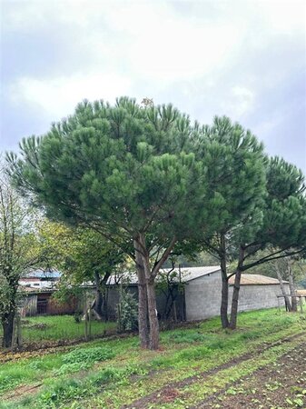 Pinus pinea 600-700 cm WRB multi-stem - image 25