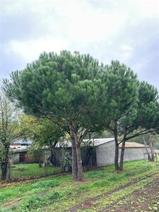Pinus pinea 600-700 cm WRB multi-stem - image 25