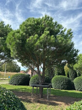 Pinus pinea 600-700 cm WRB multi-stem - image 15