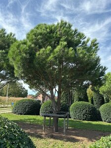 Pinus pinea 600-700 cm WRB multi-stem - image 15