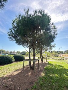 Pinus pinea 600-700 cm WRB multi-stem - image 14