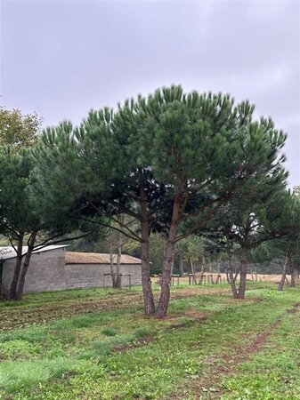 Pinus pinea 600-700 cm WRB multi-stem - image 13