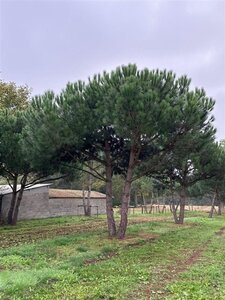 Pinus pinea 600-700 cm WRB multi-stem - image 13