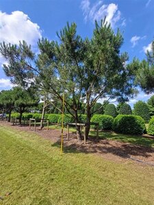 Pinus pinea 600-700 cm WRB multi-stem - image 27