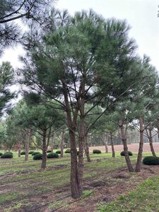 Pinus pinea 700-800 cm draadkluit meerstammig
