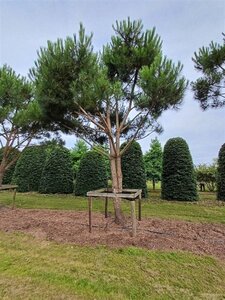 Pinus pinea 700-800 cm draadkluit meerstammig - afbeelding 21