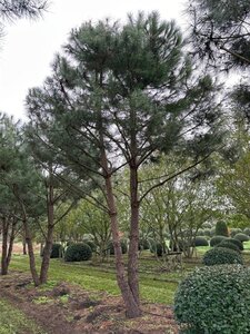 Pinus pinea 700-800 cm draadkluit meerstammig - afbeelding 22