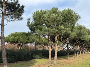 Pinus pinea 700-800 cm draadkluit meerstammig