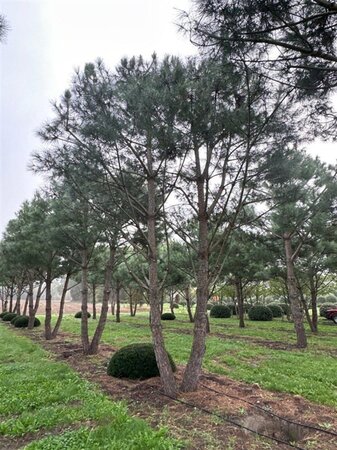 Pinus pinea 700-800 cm draadkluit meerstammig - afbeelding 23