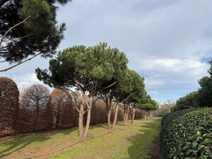 Pinus pinea 700-800 cm draadkluit meerstammig - afbeelding 20