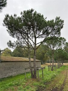 Pinus pinea 700-800 cm draadkluit meerstammig - afbeelding 28