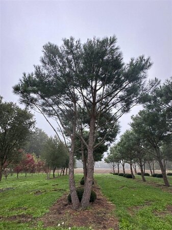Pinus pinea 700-800 cm draadkluit meerstammig - afbeelding 29