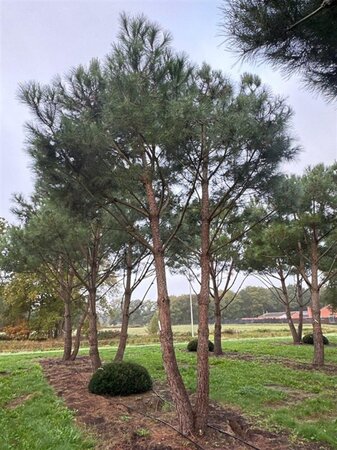 Pinus pinea 700-800 cm draadkluit meerstammig - afbeelding 30