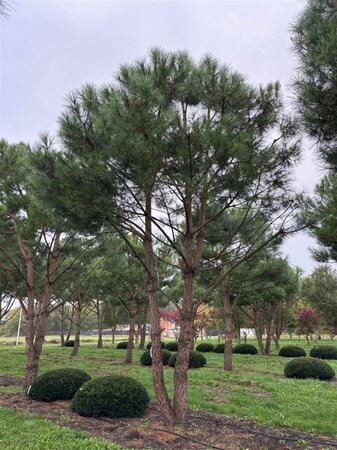 Pinus pinea 700-800 cm draadkluit meerstammig - afbeelding 31