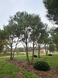 Pinus pinea 700-800 cm draadkluit meerstammig - afbeelding 17
