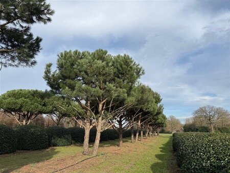 Pinus pinea 700-800 cm draadkluit meerstammig - afbeelding 21