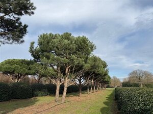 Pinus pinea 700-800 cm draadkluit meerstammig - afbeelding 21