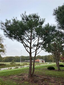 Pinus pinea 700-800 cm draadkluit meerstammig - afbeelding 2