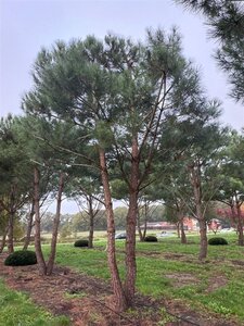 Pinus pinea 700-800 cm draadkluit meerstammig - afbeelding 4