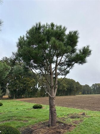 Pinus pinea 700-800 cm draadkluit meerstammig - afbeelding 5