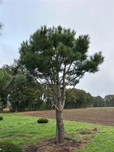 Pinus pinea 700-800 cm draadkluit meerstammig - afbeelding 5