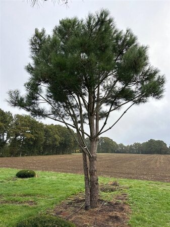 Pinus pinea 700-800 cm draadkluit meerstammig - afbeelding 8