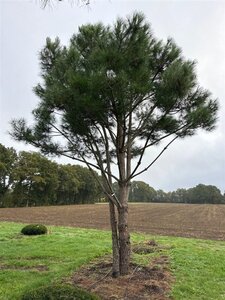 Pinus pinea 700-800 cm draadkluit meerstammig - afbeelding 8
