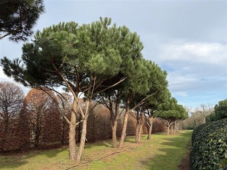 Pinus pinea 700-800 cm draadkluit meerstammig - afbeelding 22