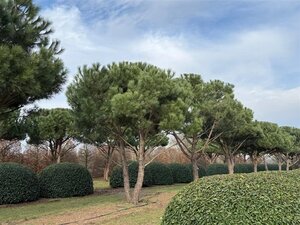 Pinus pinea 700-800 cm draadkluit meerstammig - afbeelding 23