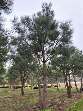Pinus pinea 700-800 cm draadkluit meerstammig - afbeelding 11