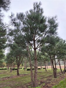 Pinus pinea 700-800 cm draadkluit meerstammig - afbeelding 11