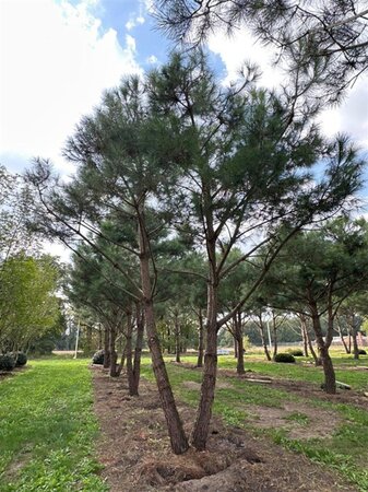 Pinus pinea 700-800 cm draadkluit meerstammig - afbeelding 14