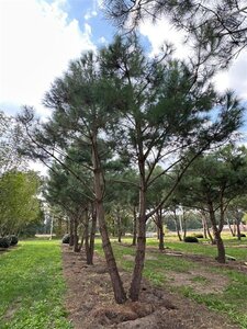 Pinus pinea 700-800 cm draadkluit meerstammig - afbeelding 14