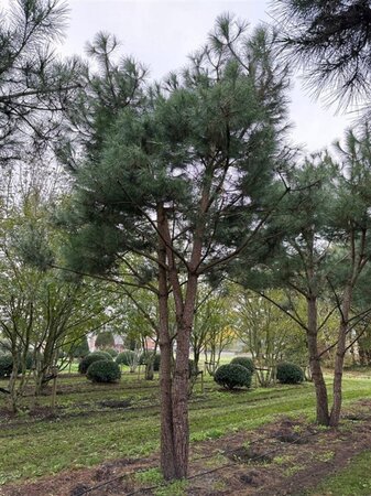 Pinus pinea 700-800 cm draadkluit meerstammig - afbeelding 15